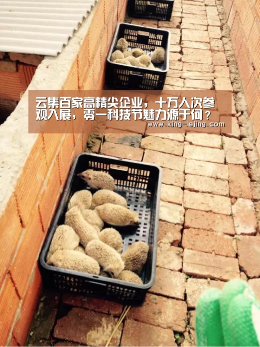 乐竟体育