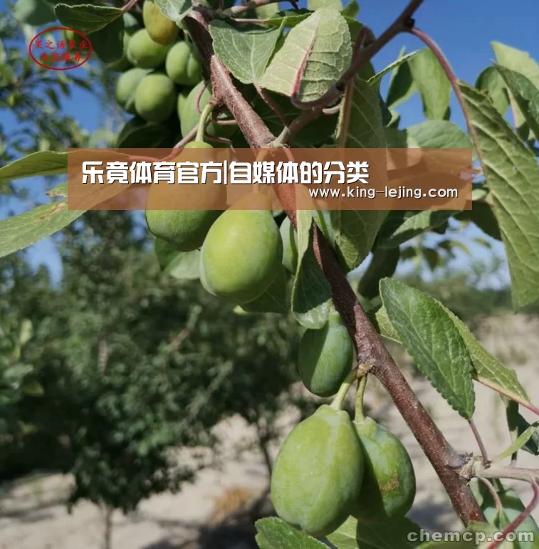 乐竟体育官方|自媒体的分类(图1) 乐竟体育