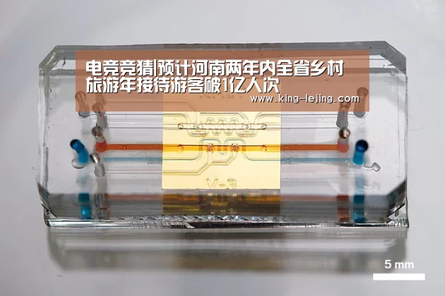 电竞竞猜|预计河南两年内全省乡村旅游年接待游客破1亿人次(图2) 英雄联盟赔率